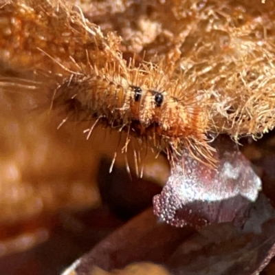 Dermestidae sp. (family) (Dermestid, carpet or hide beetles) at Gungahlin, ACT - 2 Jun 2024 by Hejor1