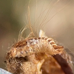 Dermestidae sp. (family) at Gungahlin, ACT - 2 Jun 2024