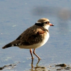 Charadrius melanops at Wonga Wetlands - 2 Jun 2024 by PaulF