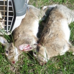 Oryctolagus cuniculus (European Rabbit) at Freshwater Creek, VIC - 5 May 2024 by WendyEM