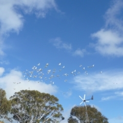 Cacatua galerita (Sulphur-crested Cockatoo) at Freshwater Creek, VIC - 4 May 2024 by WendyEM