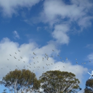 Cacatua galerita at WendyM's farm at Freshwater Ck. - 5 May 2024