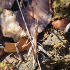 Keyacris scurra (Key's Matchstick Grasshopper) at Bungendore, NSW - 2 Jun 2024 by clarehoneydove