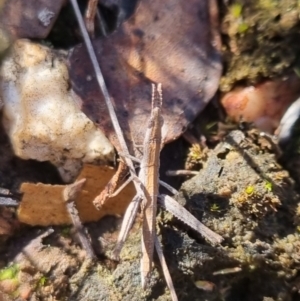 Keyacris scurra at QPRC LGA - 2 Jun 2024