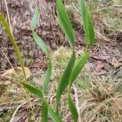 Lomandra longifolia (Spiny-headed Mat-rush, Honey Reed) at Monga National Park - 30 May 2024 by clarehoneydove