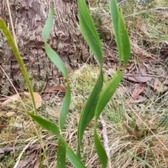 Lomandra longifolia (Spiny-headed Mat-rush, Honey Reed) at Mongarlowe River - 30 May 2024 by clarehoneydove