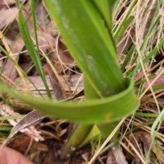 Lomandra longifolia at Monga National Park - 30 May 2024