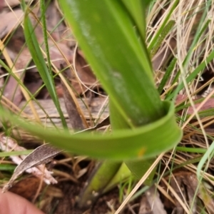 Lomandra longifolia at Monga National Park - 30 May 2024