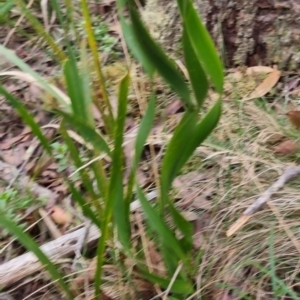 Lomandra longifolia at Monga National Park - 30 May 2024 03:41 PM