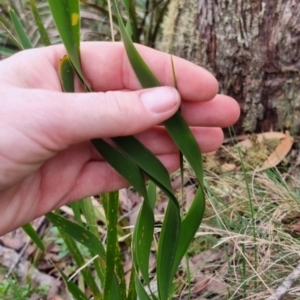 Lomandra longifolia at Monga National Park - 30 May 2024 03:41 PM