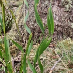 Lomandra longifolia at Monga National Park - 30 May 2024