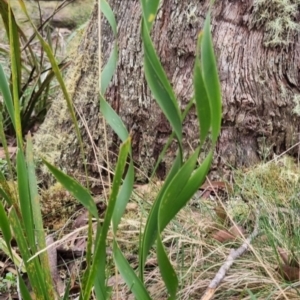 Lomandra longifolia at Monga National Park - 30 May 2024 03:41 PM