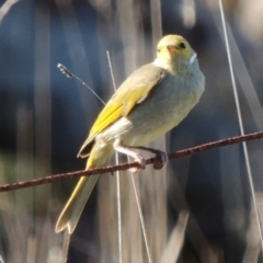 Ptilotula penicillata (White-plumed Honeyeater) at Freshwater Creek, VIC - 12 May 2024 by WendyEM