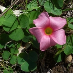 Oxalis purpurea at Freshwater Creek, VIC - 12 May 2024 by WendyEM