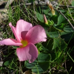 Oxalis purpurea at WendyM's farm at Freshwater Ck. - 12 May 2024 01:08 PM