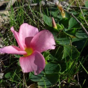 Oxalis purpurea at WendyM's farm at Freshwater Ck. - 12 May 2024 01:08 PM