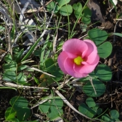 Oxalis purpurea at WendyM's farm at Freshwater Ck. - 12 May 2024 01:08 PM