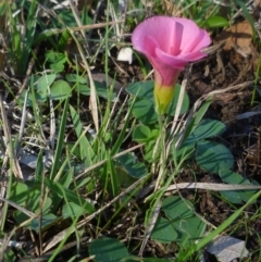 Oxalis purpurea at WendyM's farm at Freshwater Ck. - 12 May 2024 01:08 PM