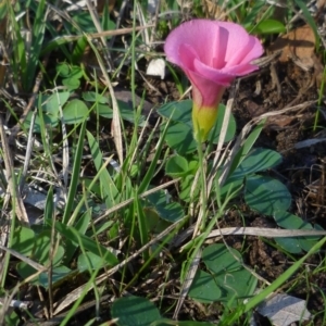 Oxalis purpurea at WendyM's farm at Freshwater Ck. - 12 May 2024 01:08 PM