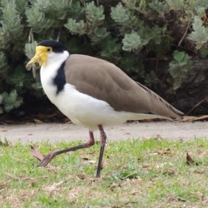 Vanellus miles (Masked Lapwing) at Herne Hill, VIC by WendyEM