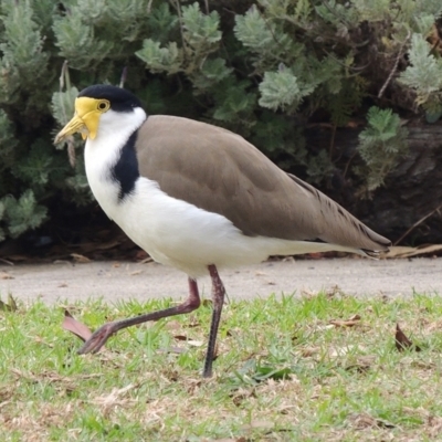 Vanellus miles (Masked Lapwing) at Herne Hill, VIC - 25 May 2024 by WendyEM