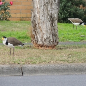 Vanellus miles at Herne Hill, VIC - 25 May 2024