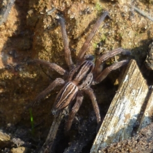 Miturga sp. (genus) at WendyM's farm at Freshwater Ck. - 26 May 2024 01:49 PM