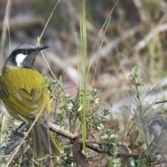 Nesoptilotis leucotis at Tidbinbilla Nature Reserve - 2 Jun 2024 by MichaelJF