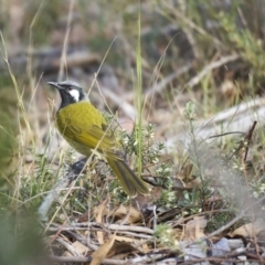 Nesoptilotis leucotis at Tidbinbilla Nature Reserve - 2 Jun 2024