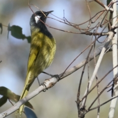 Nesoptilotis leucotis at Tidbinbilla Nature Reserve - 2 Jun 2024