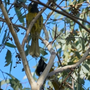 Nesoptilotis leucotis at Tidbinbilla Nature Reserve - 2 Jun 2024