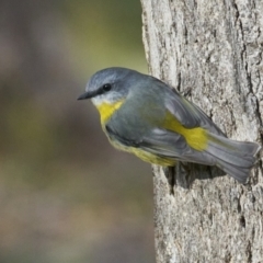 Eopsaltria australis (Eastern Yellow Robin) at Kambah, ACT - 2 Jun 2024 by MichaelJF