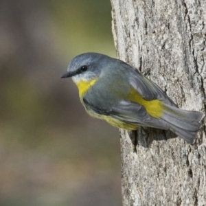 Eopsaltria australis (Eastern Yellow Robin) at Tidbinbilla Nature Reserve by MichaelJF