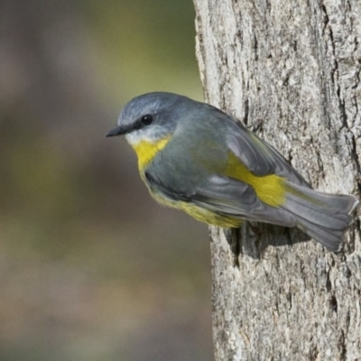 Eopsaltria australis at Kambah, ACT - 2 Jun 2024 by MichaelJF