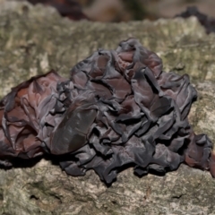 Unidentified Other fungi on wood at Yarralumla, ACT - 2 Jun 2024 by TimL