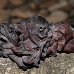 Gelatinous, on wood – genus uncertain at National Arboretum Forests - 2 Jun 2024