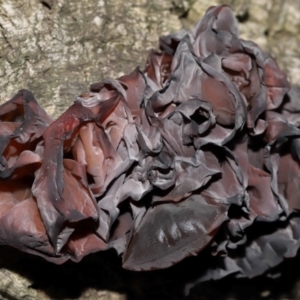 Gelatinous, on wood – genus uncertain at National Arboretum Forests - 2 Jun 2024 02:19 PM