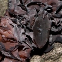 Gelatinous, on wood – genus uncertain at National Arboretum Forests - 2 Jun 2024 02:19 PM