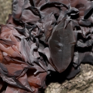 Gelatinous, on wood – genus uncertain at National Arboretum Forests - 2 Jun 2024 02:19 PM