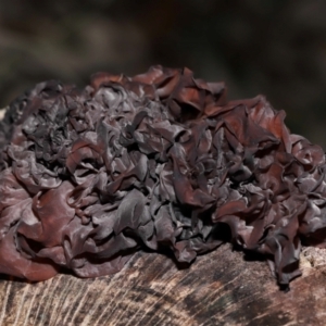 Gelatinous, on wood – genus uncertain at National Arboretum Forests - 2 Jun 2024 02:18 PM