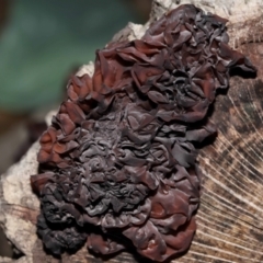 Gelatinous, on wood – genus uncertain at National Arboretum Forests - 2 Jun 2024