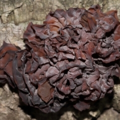 Gelatinous, on wood – genus uncertain at National Arboretum Forests - 2 Jun 2024 02:18 PM