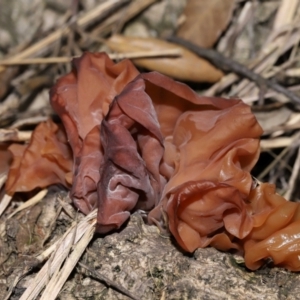 Gelatinous, on wood – genus uncertain at National Arboretum Forests - 2 Jun 2024