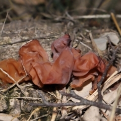 Gelatinous, on wood – genus uncertain at National Arboretum Forests - 2 Jun 2024