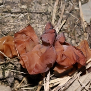 Gelatinous, on wood – genus uncertain at National Arboretum Forests - 2 Jun 2024