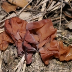 Gelatinous, on wood – genus uncertain at National Arboretum Forests - 2 Jun 2024