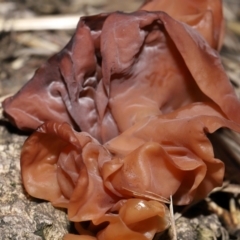 Gelatinous, on wood – genus uncertain at National Arboretum Forests - 2 Jun 2024