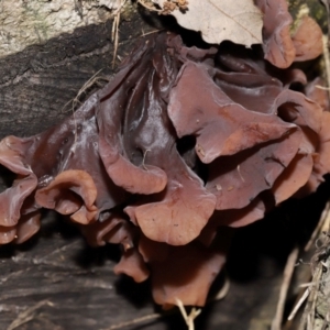 Gelatinous, on wood – genus uncertain at National Arboretum Forests - 2 Jun 2024