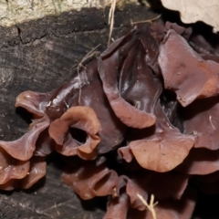 Gelatinous, on wood – genus uncertain at National Arboretum Forests - 2 Jun 2024