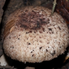 Agaricus sp. (Agaricus) at Paddys River, ACT - 1 Jun 2024 by TimL